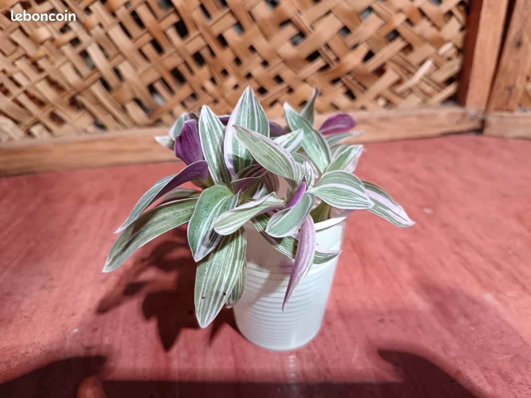 🌿 3 boutures de Misère mini rose pâle (image 1)