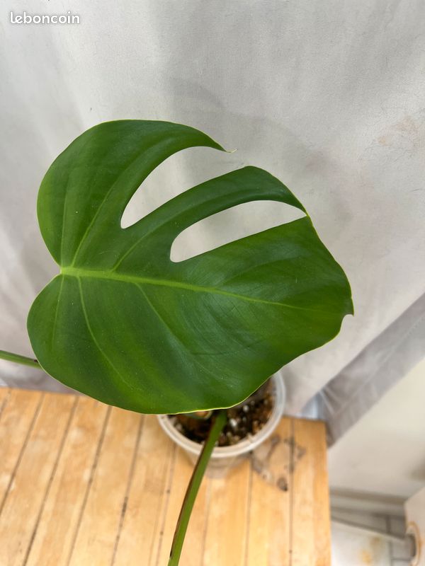 philodendron white measure Philodendron 'White Measure'  Aurea Plants