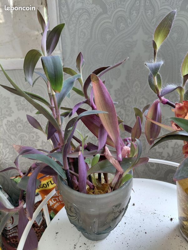 Boutures de misères prêtes à planter les 2 pour 1 euro (image 2)