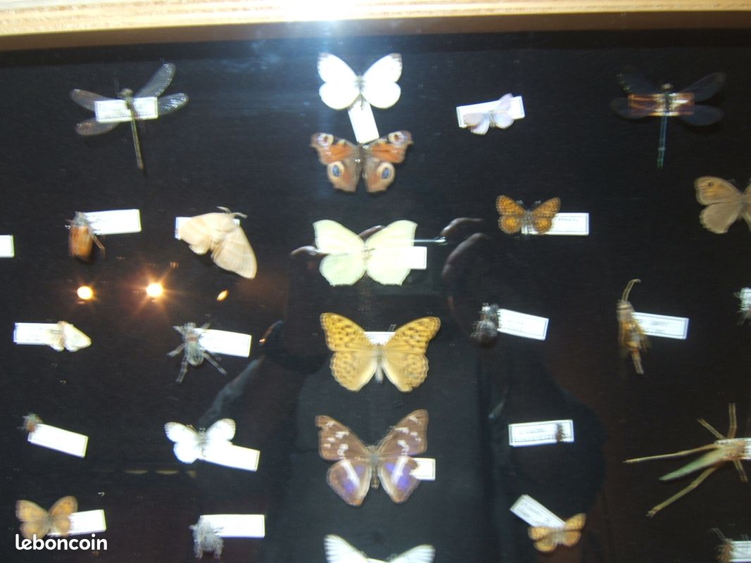 Vitrine présentant des insectes naturalisés des Vosges (image 3)