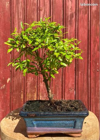 KENTIS - Bonsaï Grenade - Punica Granatum Bonsaï - Plantes d'Extérieur Véritables - Pot en KENTIS - Bonsaï Grenade - Punica Granatum Bonsaï - Plantes d'Extérieur Véritables - Pot en