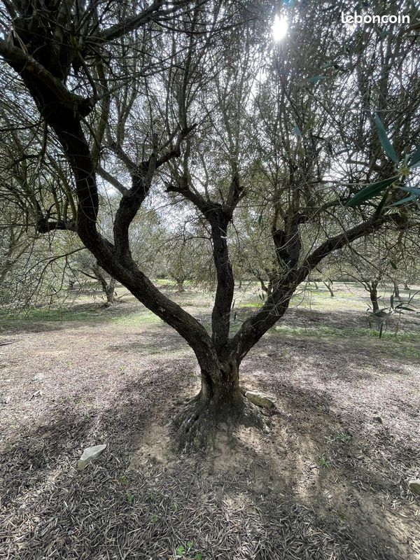 Vieux oliviers corse (image 2)