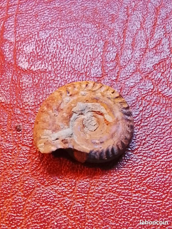 Jolie ammonite fossile diamètre : 28 mm (image 2)