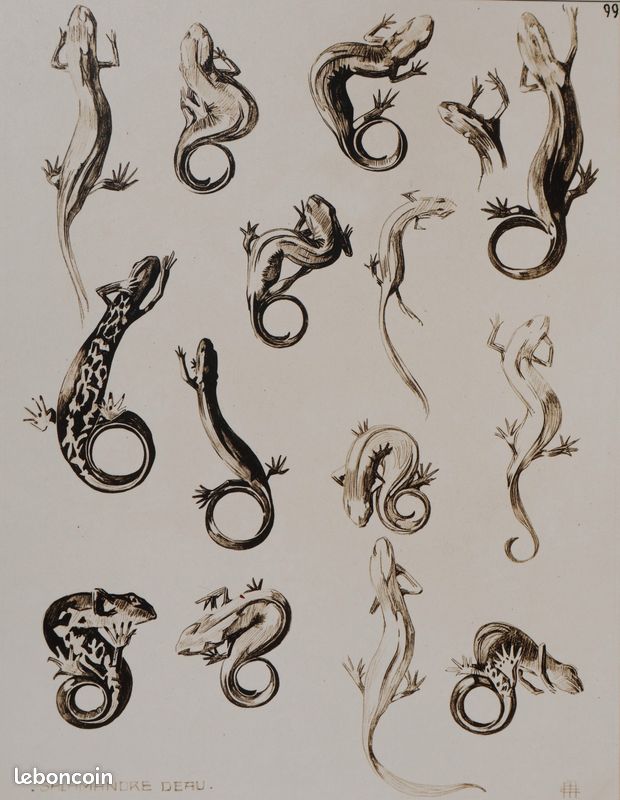 Mathurin MEHEUT : La Salamandre, Lithographie signée #CERTIFICAT (image 2)
