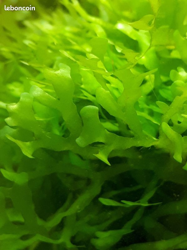 Plante aquarium varech d eau douce (image 2)