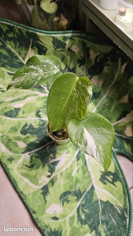 blue iced philodendron for sale Buy Amsonia Blue Ice Online main image 1