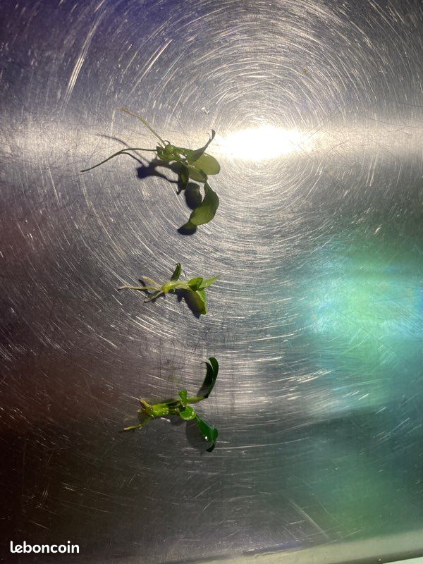 Anubias plante (image 1)