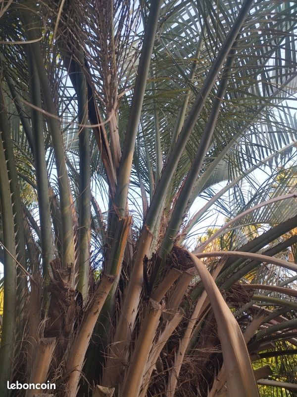 Lot de 100 graines Fraîches de Butia Ériospatha (image 3)