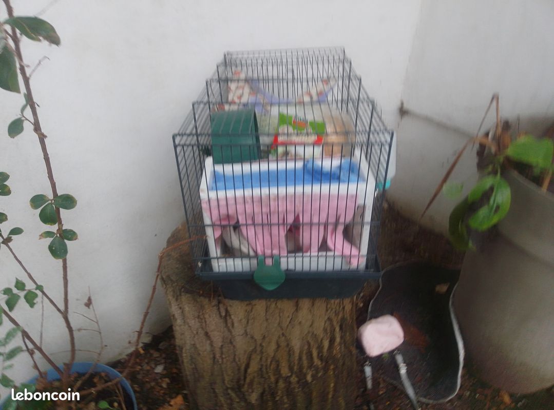Cage à souris (image 3)