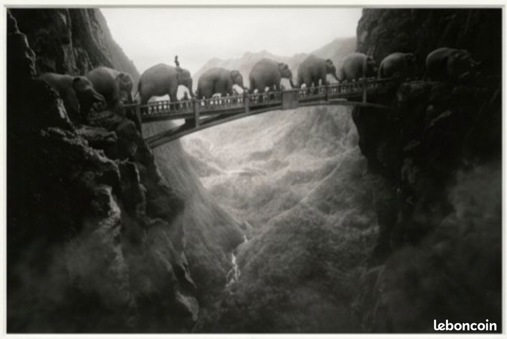 Yellow Korner Photo Elephants (image 3)
