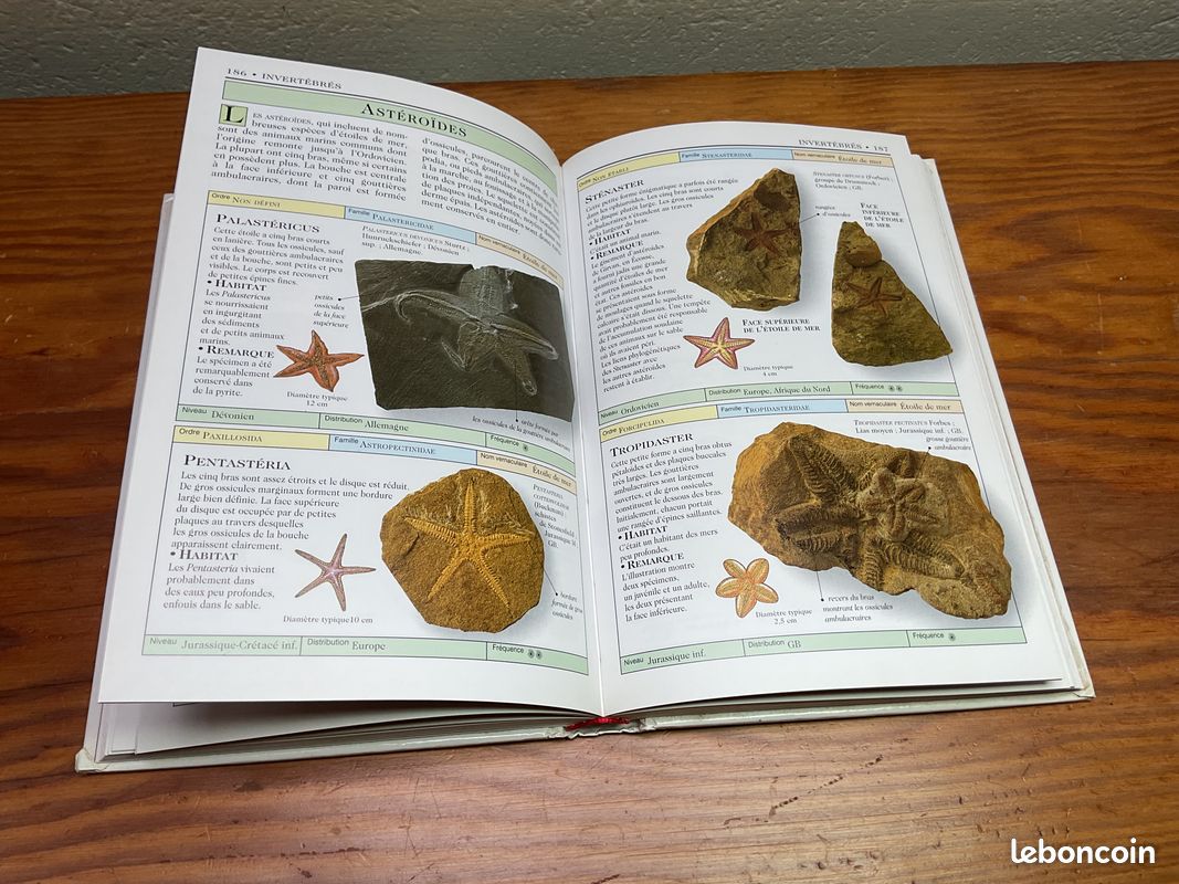 PIBEX Kit de fouille fossiles & gemmes - 20+ spécimens Authentiques: Roches & minéraux, géode, Coquillages - éruption volcanique - Jouet STEM Sciences de la Terre & biologie Marine - 6–12 Ans PIBEX Kit de fouille fossiles & gemmes - 20+ spécimens Authentiques: Roches & minéraux, géode, Coquillages - éruption volcanique - Jouet STEM Sciences de la Terre & biologie Marine - 6–12 Ans