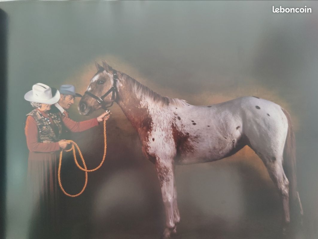 Chevaux par Gouraud jean-louis, arthus-bertrand éditions du chêne (image 10)