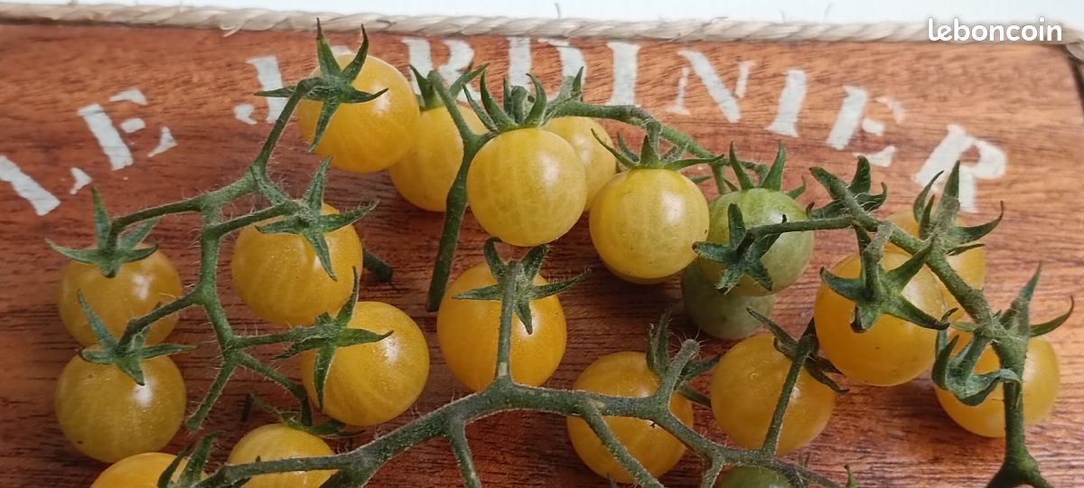 Graines de T🍅 MATES anciennes (image 5)