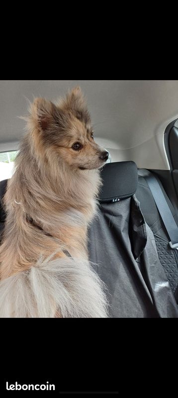 Saillie Spitz Pomchi jolies couleurs (image 2)