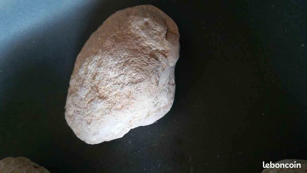 Lot de fossiles (image 4)