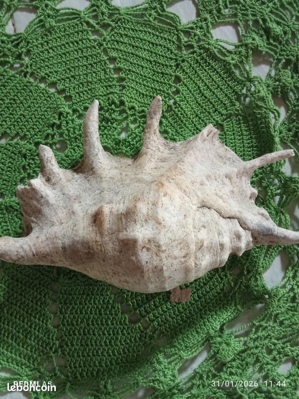 Beau coquillage (image 2)