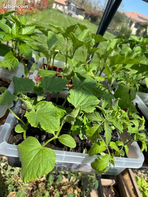 Plants de légumes bio (image 6)