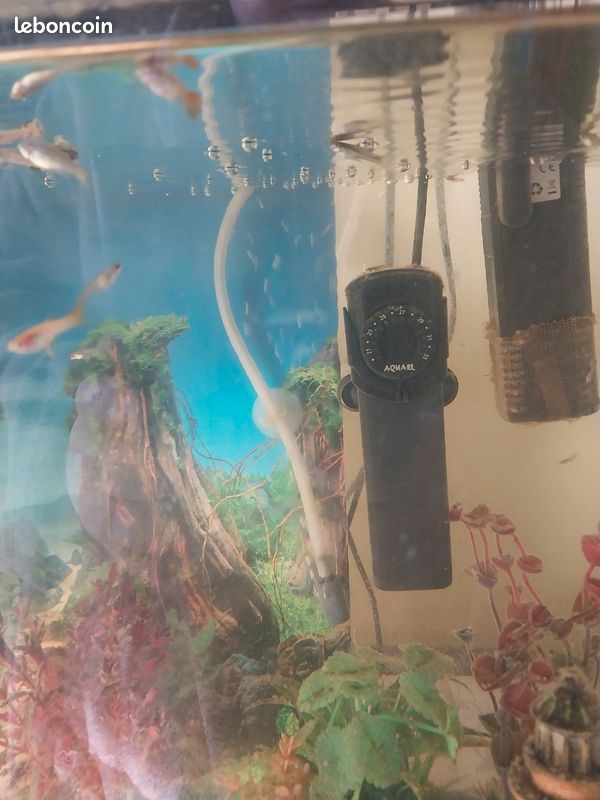 Jeune Guppy (image 2)
