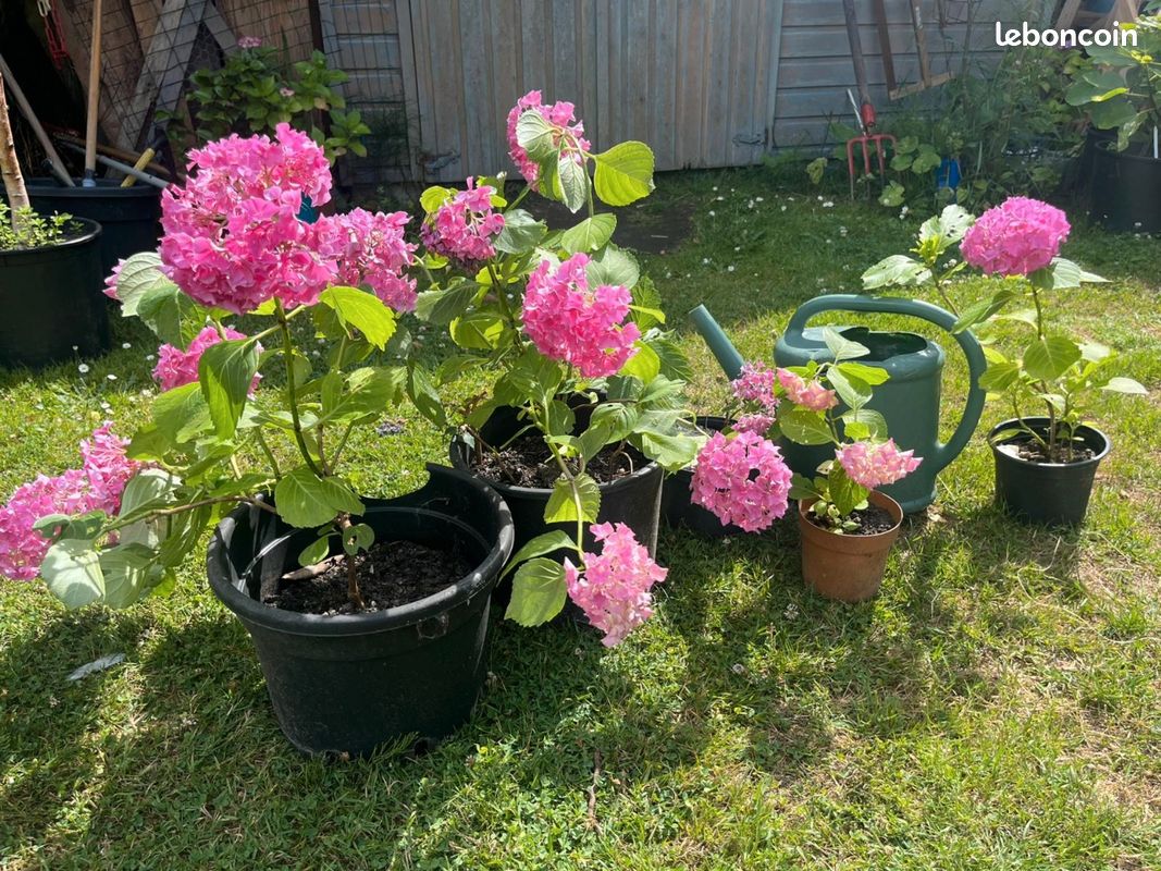 Hortensia en pot (image 6)