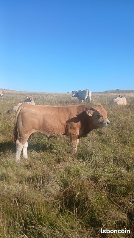 Reproducteur aubrac (image 2)