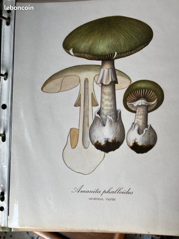 40 gravures A4 représentant des champignons (image 3)