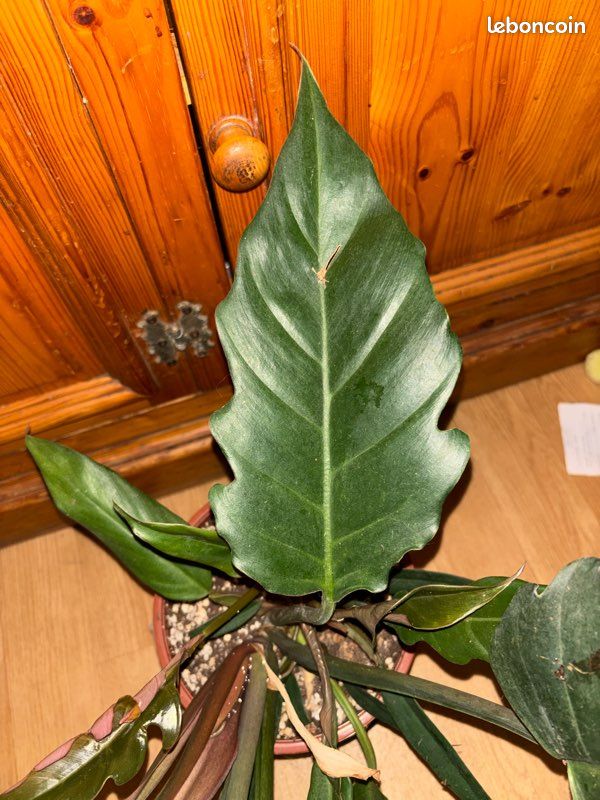 Philodendron bipinnatifidum choco empress - Jardin & Plantes