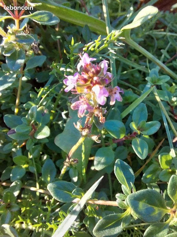 Échange au jardin (image 15)