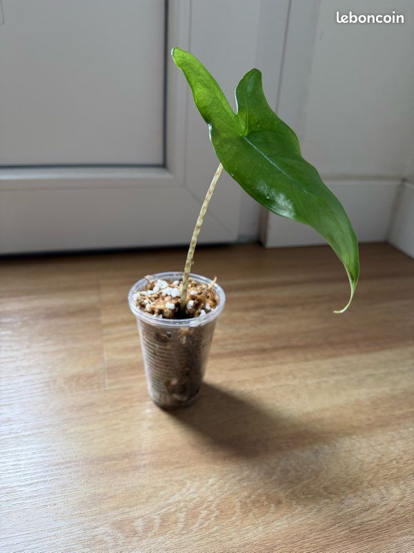 Bébé Alocasia Zebrina (image 2)