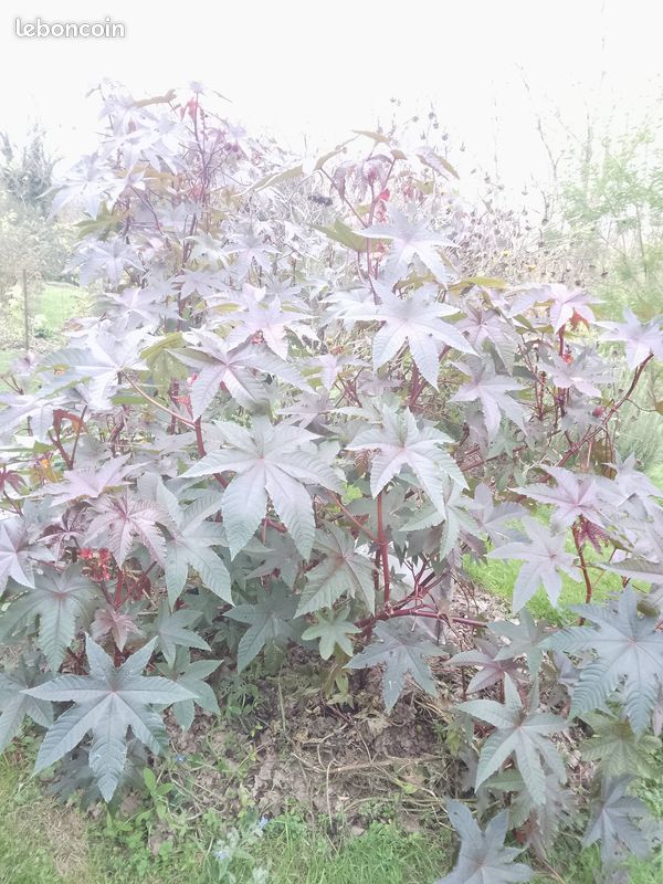 Graines de Ricin sanguin (image 3)