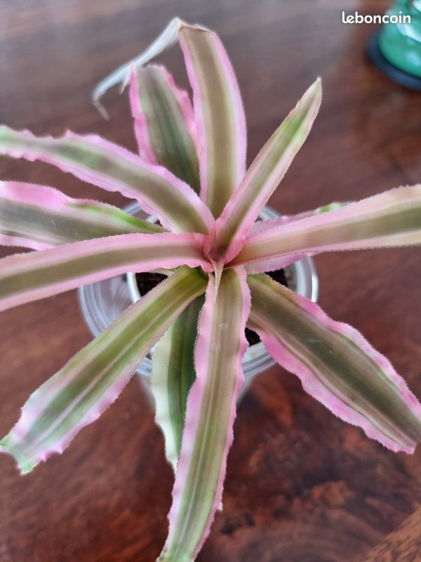 Pink Pineapple Variegata (ananas rose) rare - Jardin & Plantes