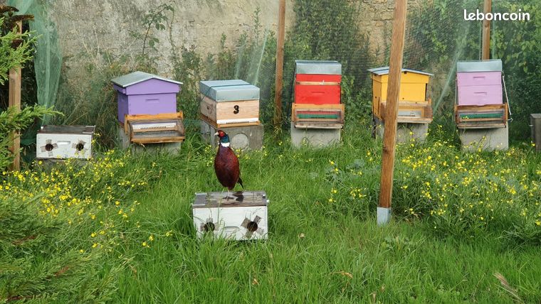 Materiel apiculture d'occasion - Matériel agricole - leboncoin