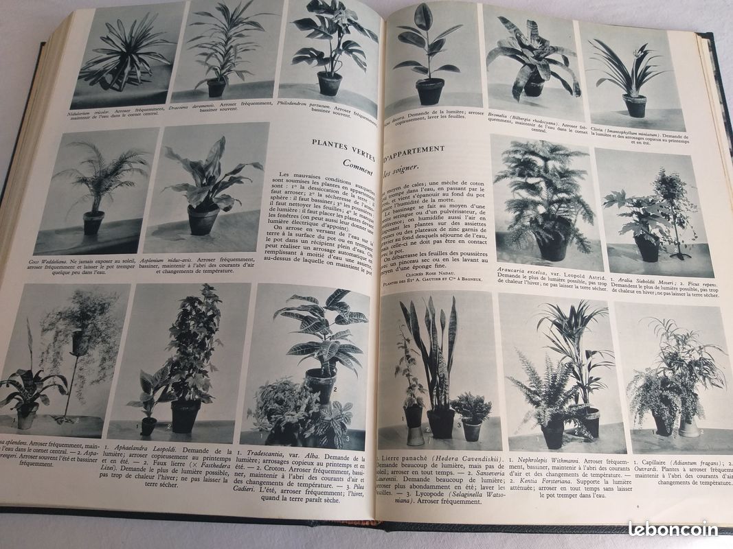 La Vie Des Plantes – Édition Larousse 1955 – Beau Livre Ancien Botanique