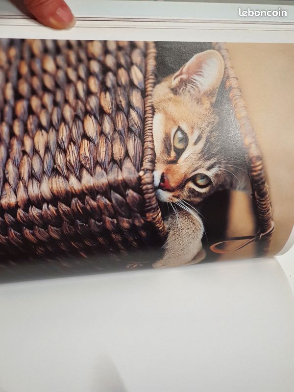 Beau livre Chats (image 3)