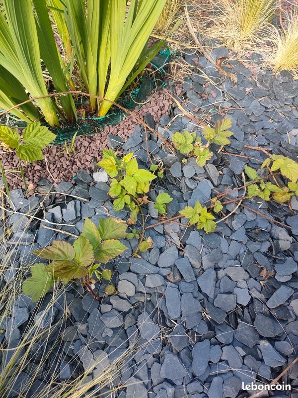 Framboisier rouge (image 1)