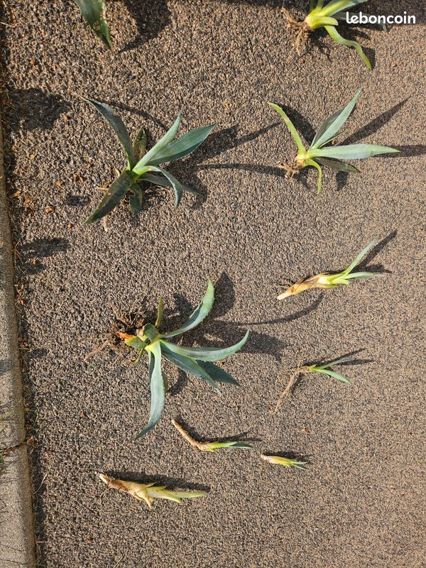 Plants de cactus, nombreuses tailles (image 3)
