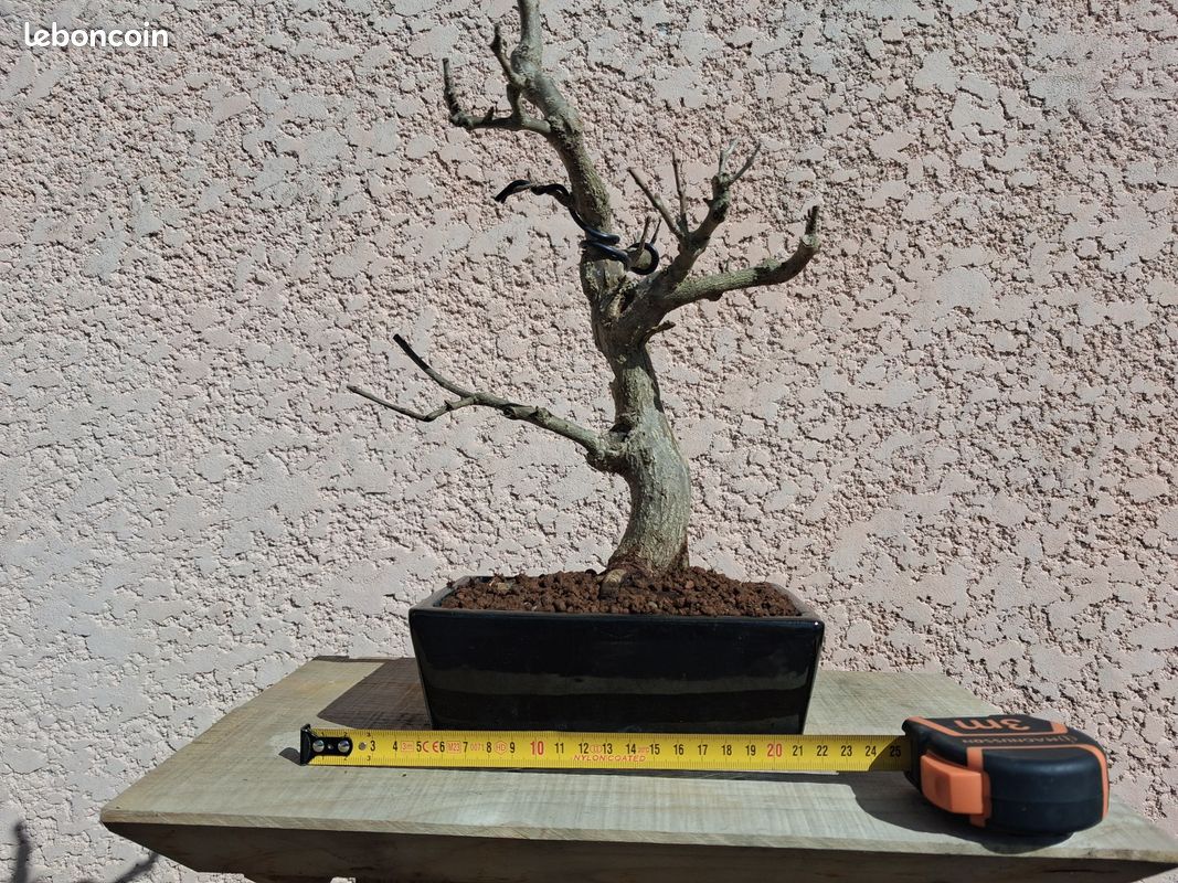 KENTIS - Bonsaï Ficus Carica - Figuier Commun - Plantes Fruitières d'Extérieur - Pot en KENTIS - Bonsaï Ficus Carica - Figuier Commun - Plantes Fruitières d'Extérieur - Pot en