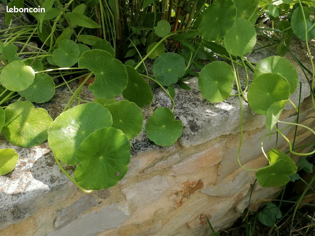 Hydrocotyle pour bassin ou berges (image 3)