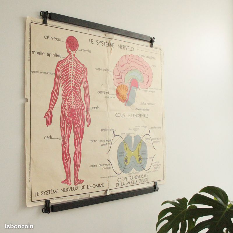 Affiche Vintage Scolaire Éditions Rossignol / le système musculaire / le système nerveux (image 8)