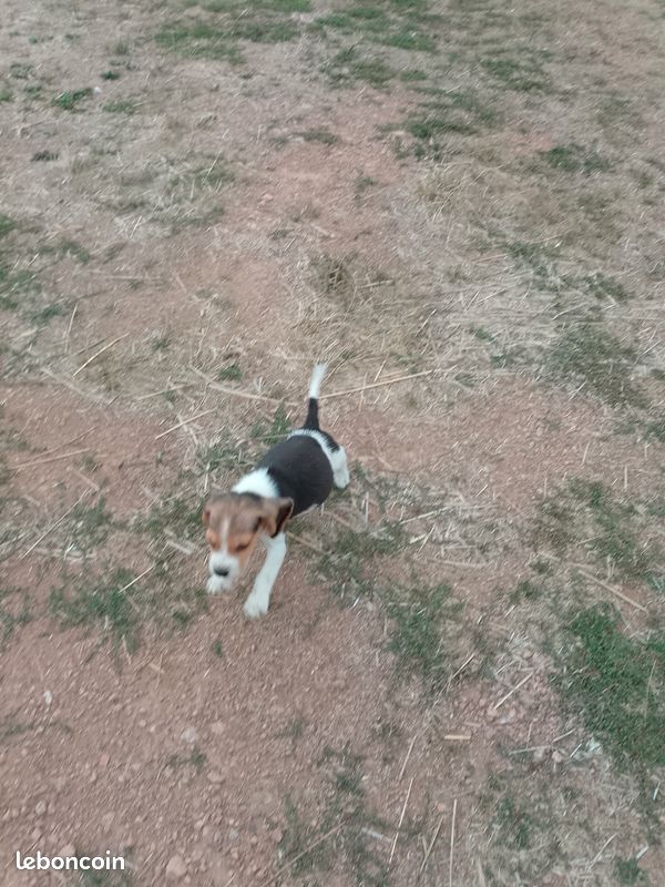 Chiot beagle (image 2)