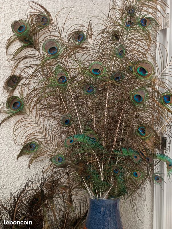 Vends plumes de paon (image 2)