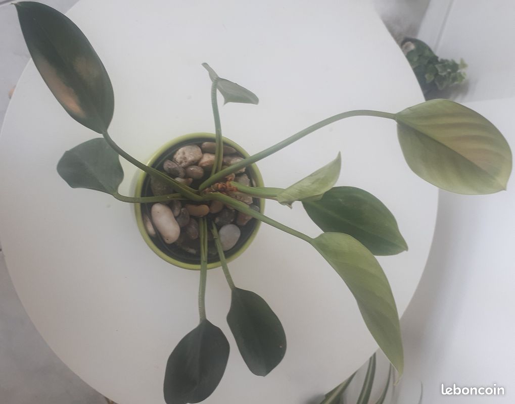 philodendron plant Best Indoor Plants Heartleaf Philodendron main image 1
