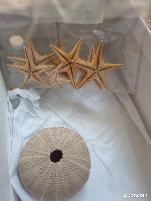 Coquillages nacrés de collection ou décoration et étoiles de mer (image 6)