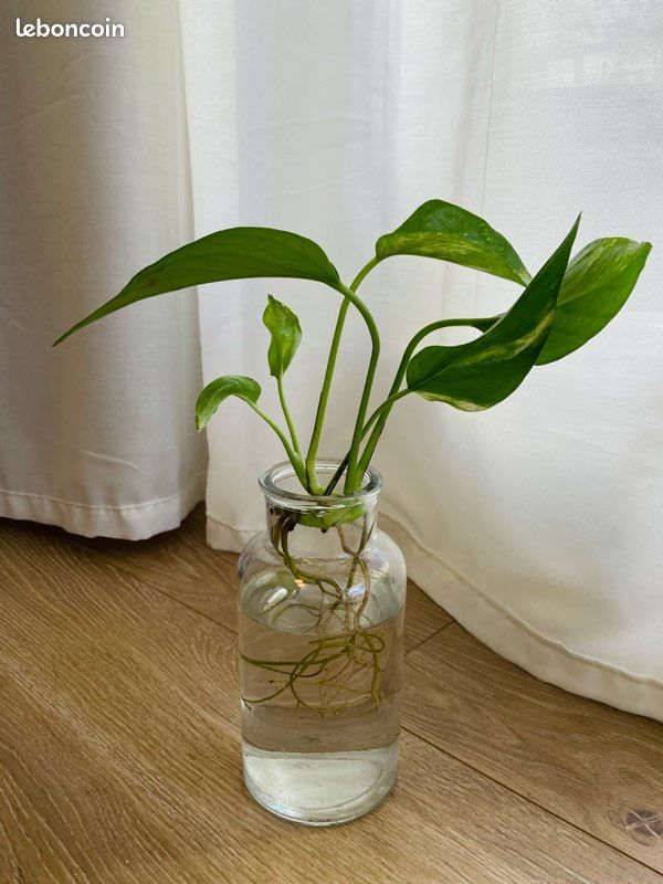 Bouture Pothos (image 1)