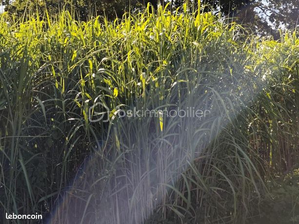 Terrain agricole 13 120 m² Saint James