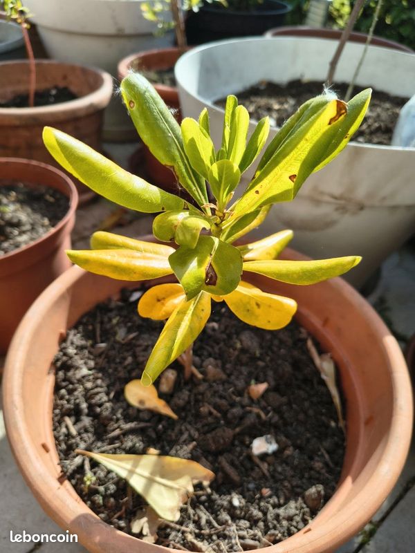 A donner ou échanger: Pittosporum Taubira du Japon (méllifère) (image 1)