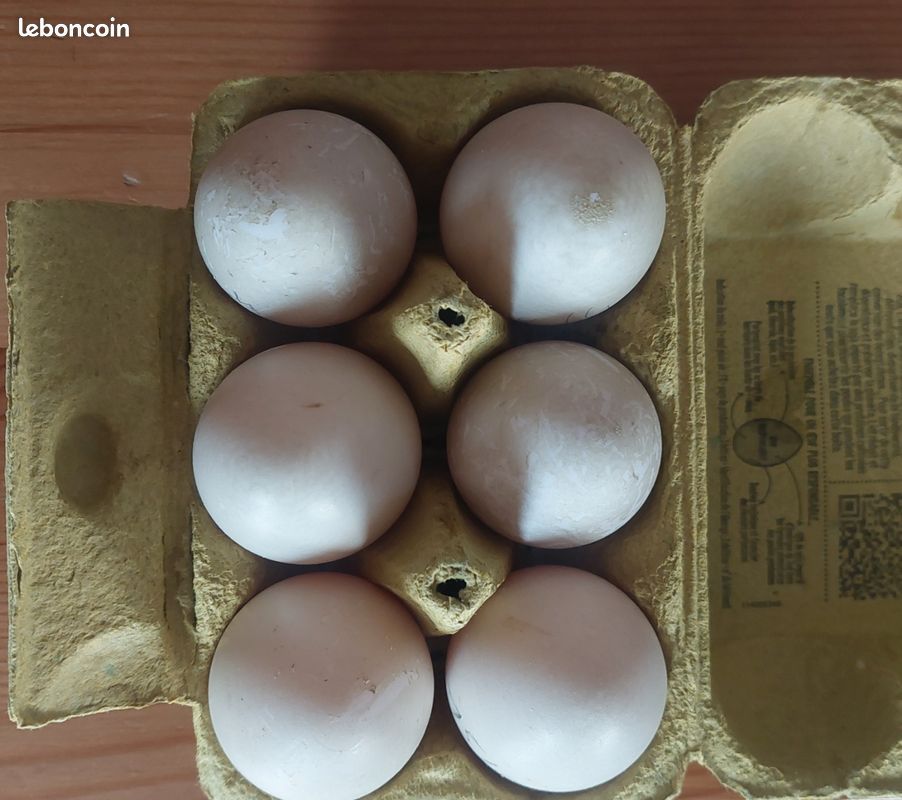 Oeufs de canne frais (image 1)