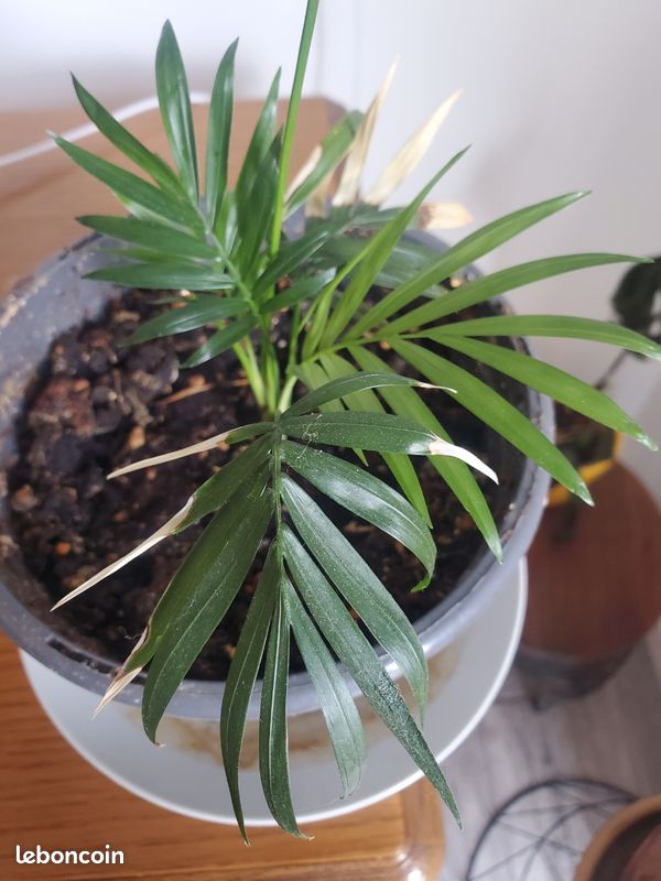 Palmier areca (image 1)
