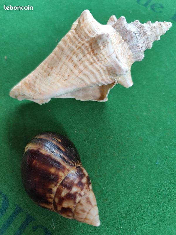 Coquillages (image 1)