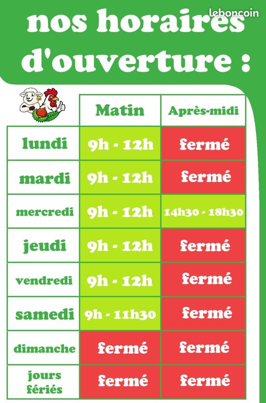 Jeunes poules pondeuses (image 2)