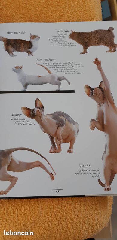 Univers des chats (image 2)